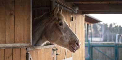 Box pour chevaux - LES BOIS DEBOUT